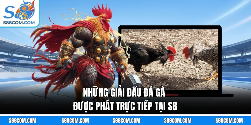 Những giải đấu đá gà được phát trực tiếp tại S8 