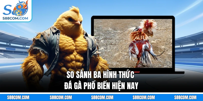 So sánh ba hình thức đá gà phổ biến hiện nay